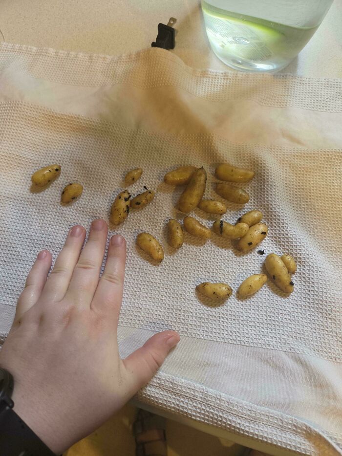 Small potatoes next to a hand showing unusual tiny size, a surprising garden produce joke from Mother Nature.