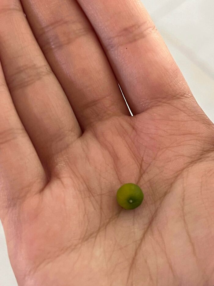 A tiny green tomato resting in the palm of a hand, showcasing nature's small garden surprises.