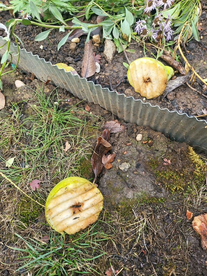 Partially eaten apples on the ground near garden plants showing a moderately interesting natural scene.