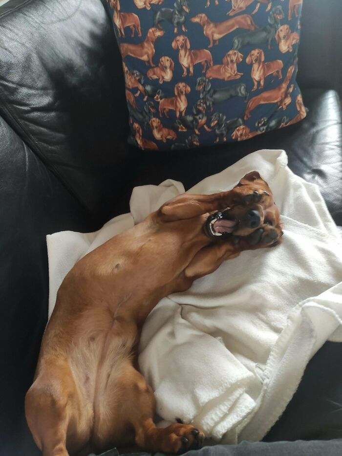 Playful dog lying on a couch with a blanket, capturing goofy dog moments and funny pet behavior.