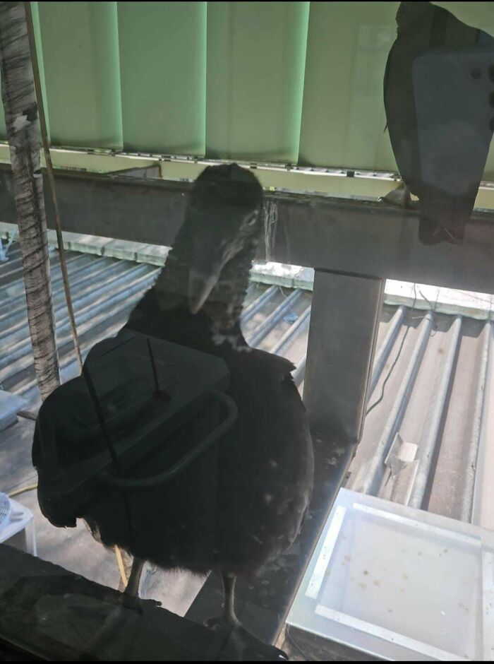 A creepy image of a black bird, possibly a vulture, standing on a ledge. View at your own risk.