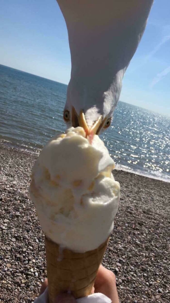 Seagull steals a bite of melting ice cream cone at the beach in a perfectly timed photo capturing spontaneous moment.