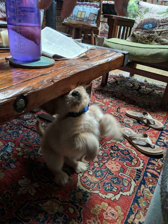 Puppy captured in a perfectly timed photo with blurred hands above, showcasing natural photo magic beyond Photoshop.