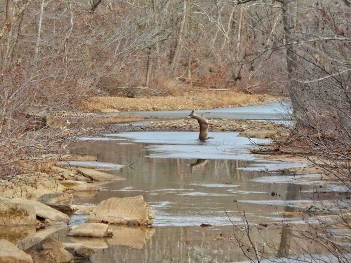 Deer captured perfectly timed mid-leap over a shallow creek in a leafless forest, showcasing natural timing in photography.