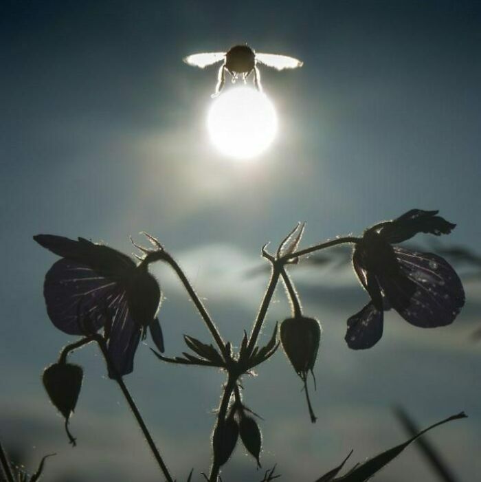 Bee perfectly timed in flight appearing to hold the glowing sun behind flowers in a stunning natural photo.
