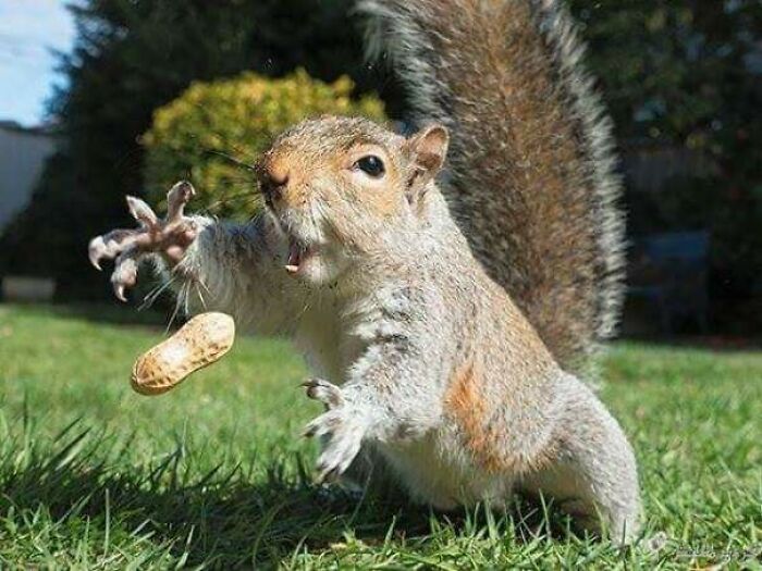Squirrel caught in perfectly timed photo, reaching out for a peanut in mid-air in a grassy backyard setting.
