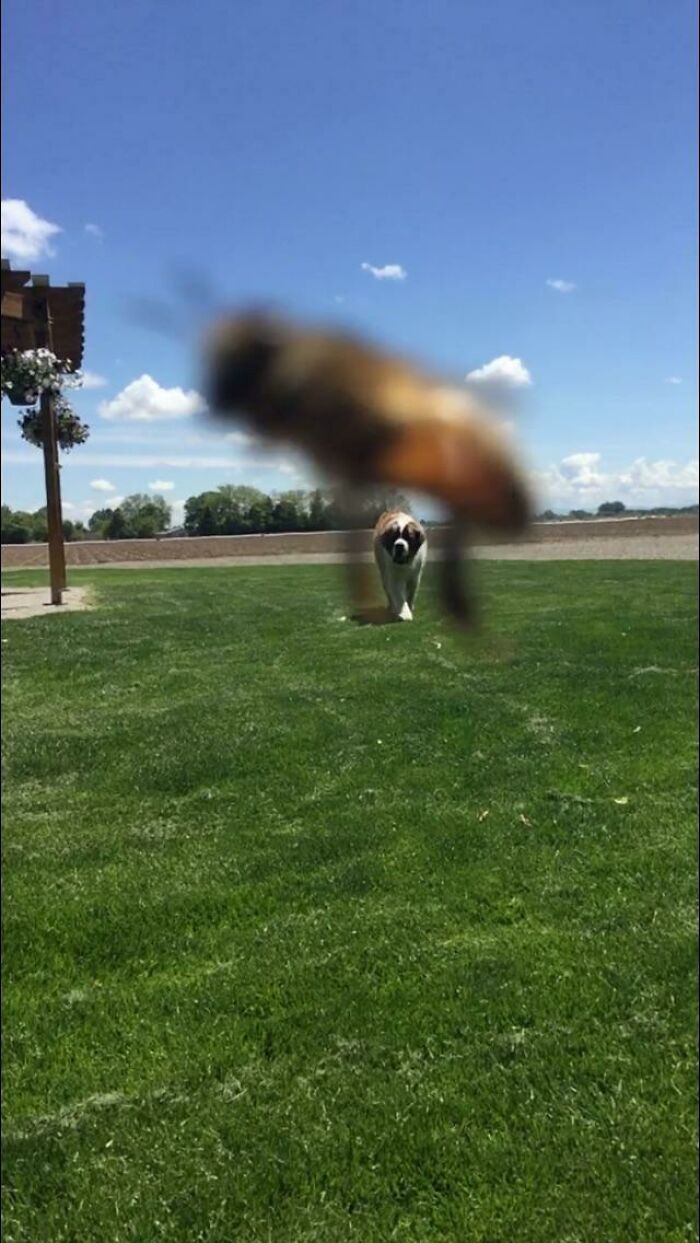 Close-up perfectly timed photo of a bee flying with a dog running in the background on a sunny day.