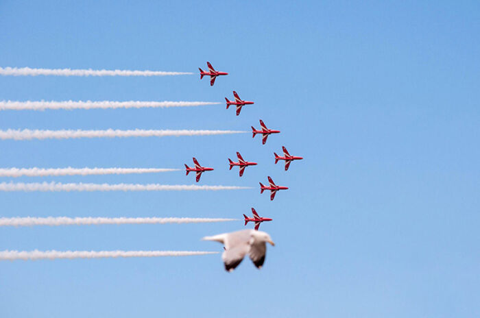 A perfectly timed photo of red jets flying in formation alongside a bird in clear blue sky, showcasing perfect timing.