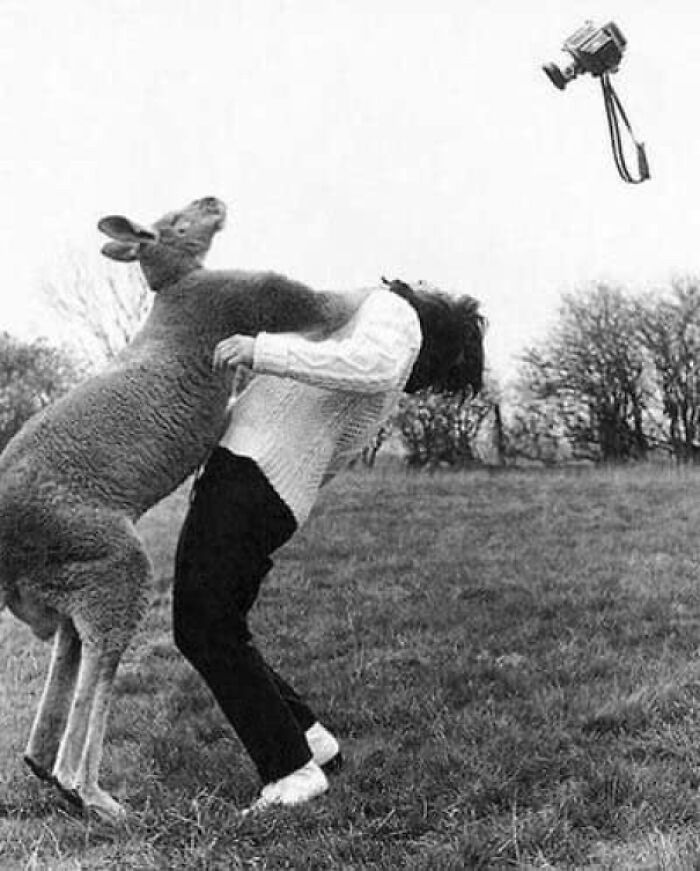 Kangaroo perfectly timed photo capturing a jump and camera flying in midair in an outdoor setting.