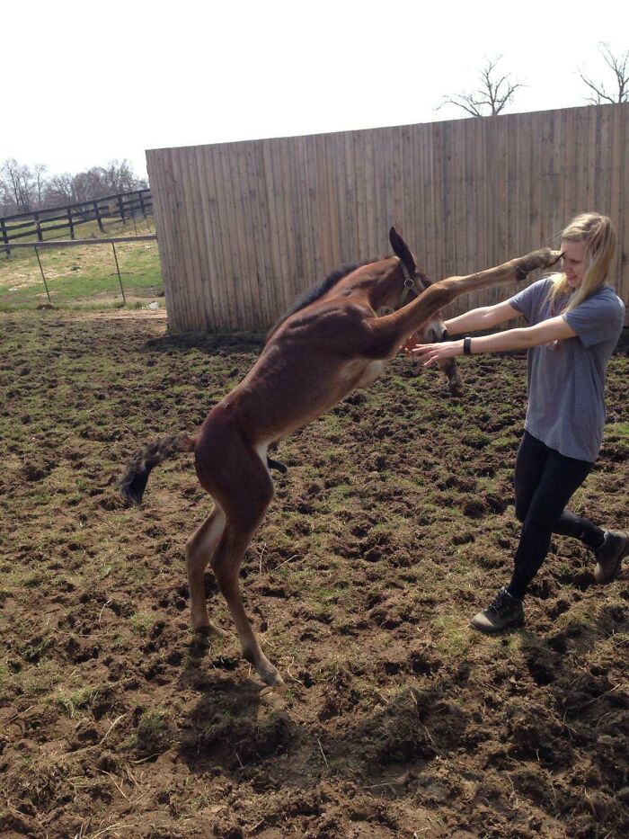 Young horse playfully interacting with a woman in a muddy field, showcasing perfectly timed photos capturing natural moments.