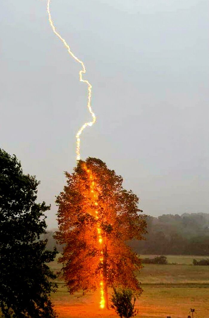 Lightning striking a tree perfectly timed, capturing a rare natural moment better than any Photoshop effect.