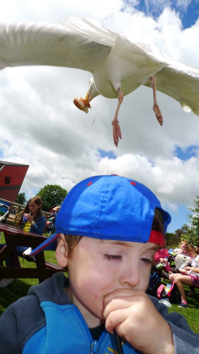 Seagull flying perfectly timed above a boy in a blue cap holding food at a crowded outdoor picnic spot.
