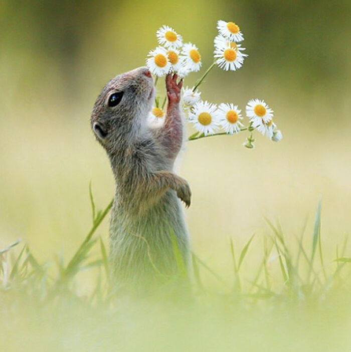 Small ground squirrel holding and smelling a bunch of daisies in a perfectly timed photo in natural grass setting.