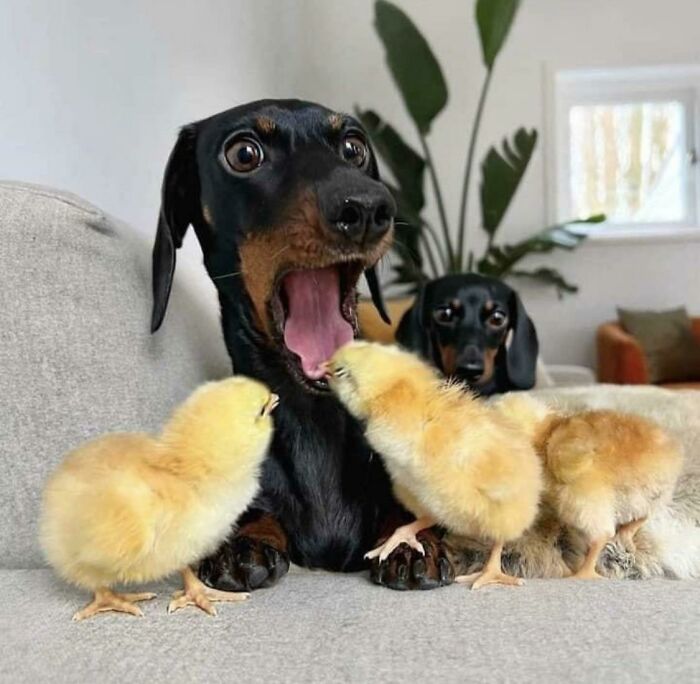 Dachshund dog with a surprised expression interacting with three fluffy yellow chicks on a couch in a perfectly timed photo.