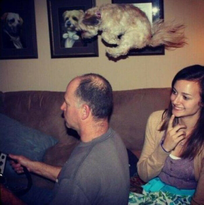 Small dog perfectly timed mid-air jump over a man sitting on a couch with a smiling woman nearby.