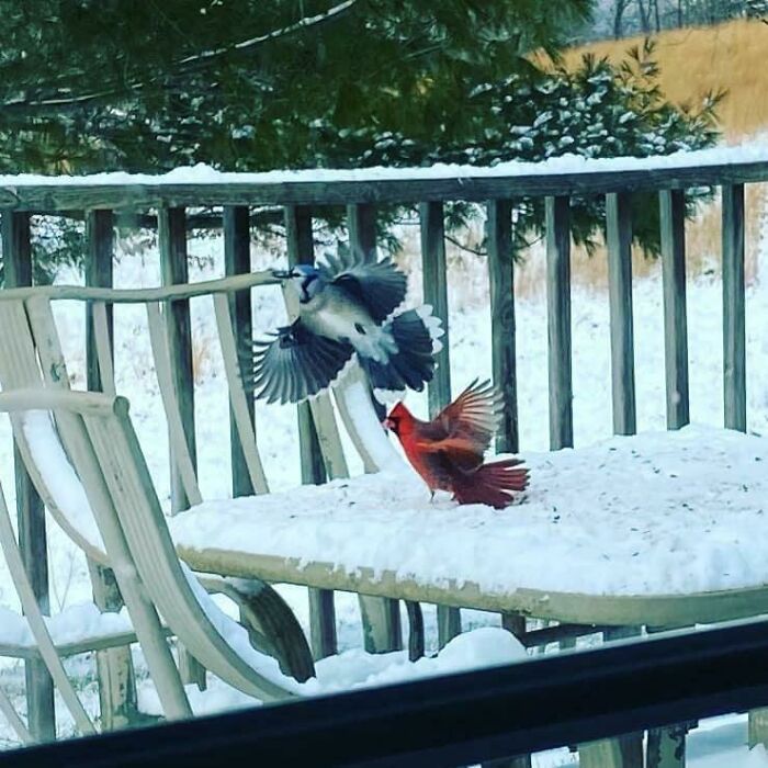 Two birds captured in mid-flight on a snowy patio, showcasing a perfectly timed photo better than any Photoshop.