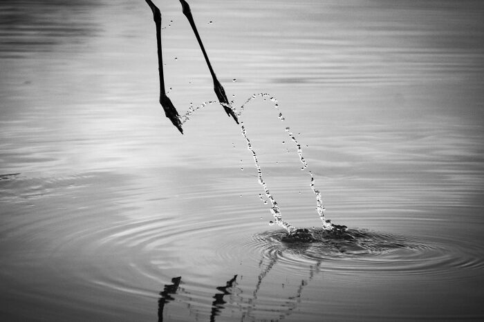 Black and white perfectly timed photo capturing water droplets forming arches as bird feet lift from the water surface.