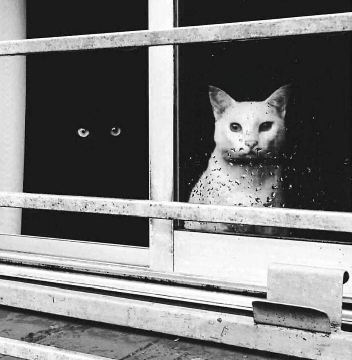 Two cats sitting behind a rain-speckled window, with one cat blending into the dark background in a random place.