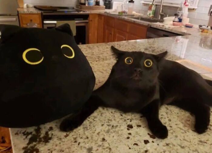 Black cat with wide eyes lying on a kitchen counter next to a similar black cat-shaped object in a random spot.