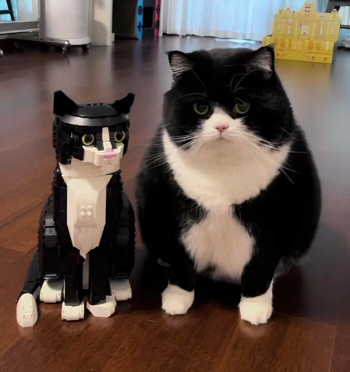 Black and white cat sitting next to a similar LEGO cat model on a wooden floor in a bright room, showcasing random cat moments.
