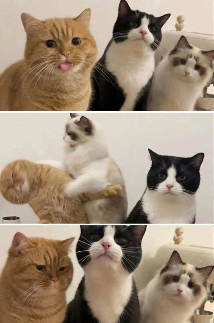 Three cats in random places showing various expressions, including one with its tongue out and playful interactions between them.