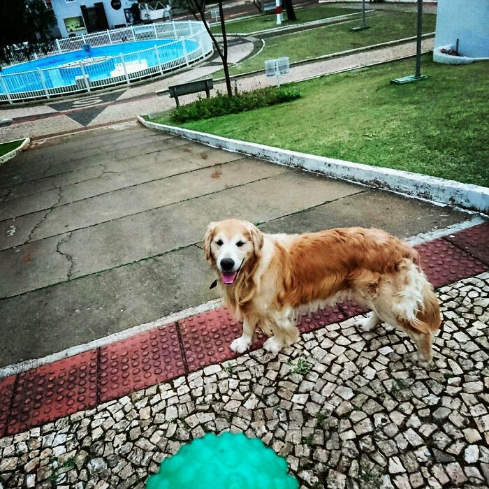 Golden Retriever standing on a paved path in a park near a fenced pool on a cloudy day.