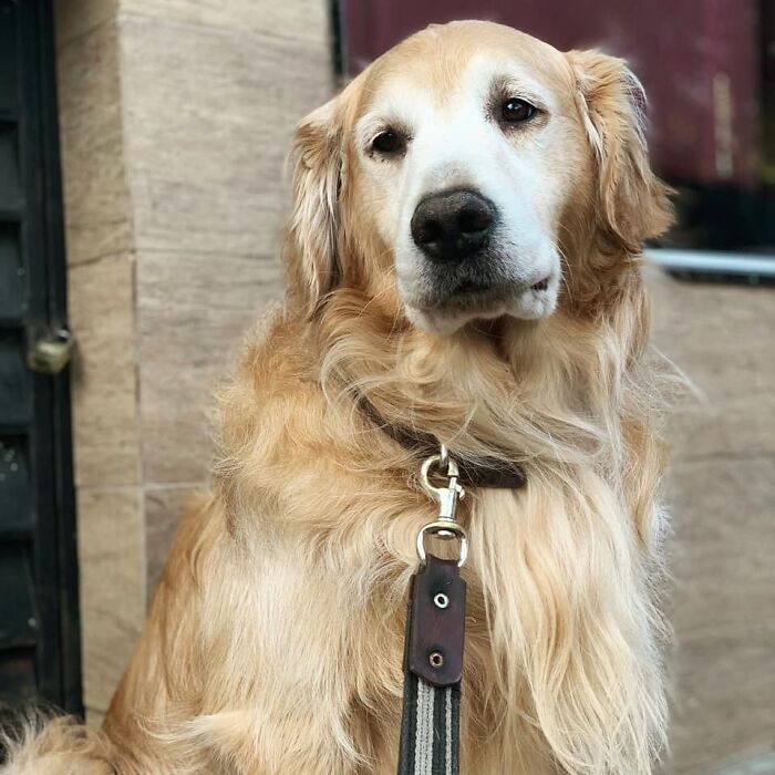 Golden Retriever dog with a calm expression, sitting outdoors and showing a shiny golden coat and dark collar.
