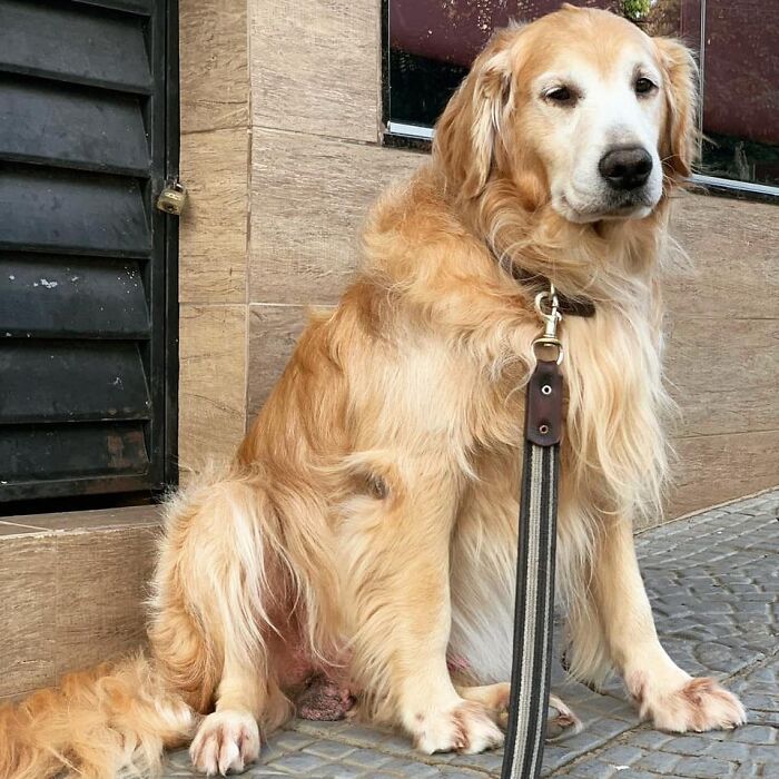 Golden Retriever sitting calmly outside on a leash, showing gentle expression and soft golden fur.