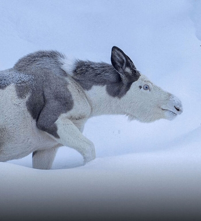 Amazing Photos white and gray reindeer moving through deep snow with blue eye visible