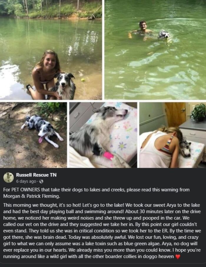 Woman and man swimming and playing with a dog in a lake, highlighting pet safety and risks of lake toxins.