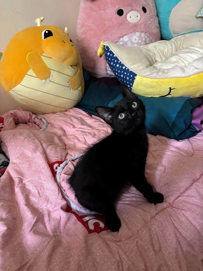 Black kitten sitting on a pink blanket surrounded by plush toys, part of adorable adopted animals who rescued their humans.