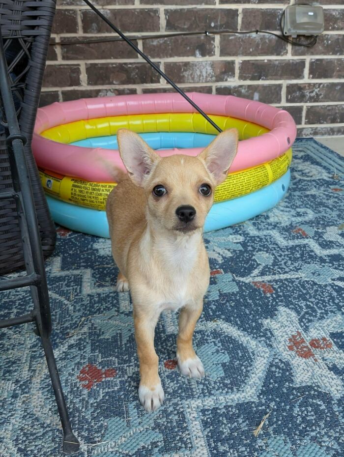 Small tan adopted dog standing on a patterned rug near a colorful inflatable pool and brick wall outdoors.