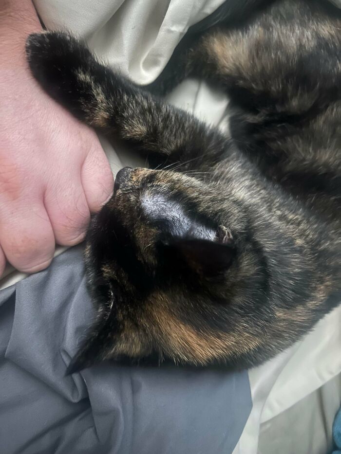 Tortie cat resting with a human hand, showcasing the bond of adorable adopted animals who rescued their humans.