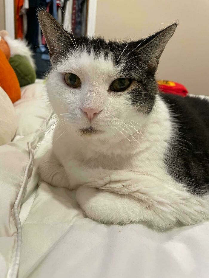 Adopted black and white cat resting on a bed, one of the adorable adopted animals who rescued their humans this month.