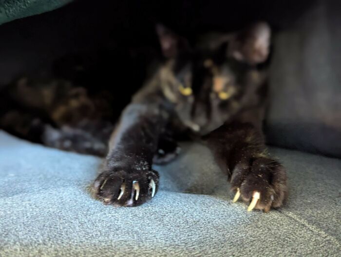 Sharp cat claw tips visible as a dark cat stretches on a grey surface