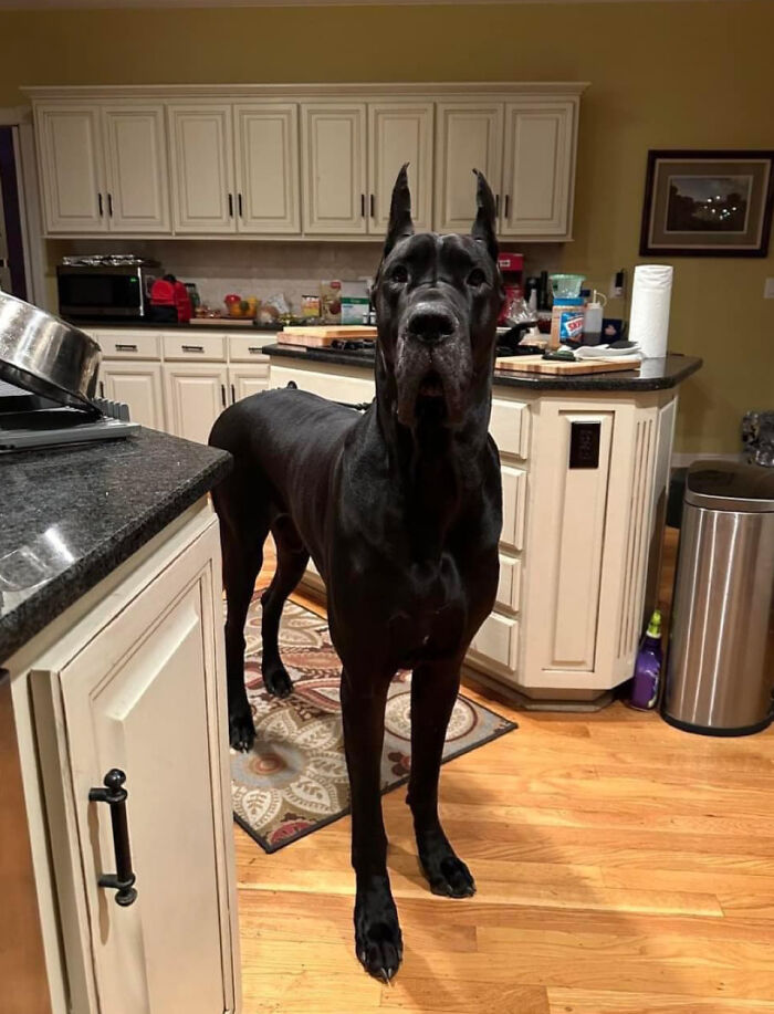 Giant black Great Dane dog standing in a kitchen with white cabinets and wooden floors, showcasing an impressive large size.