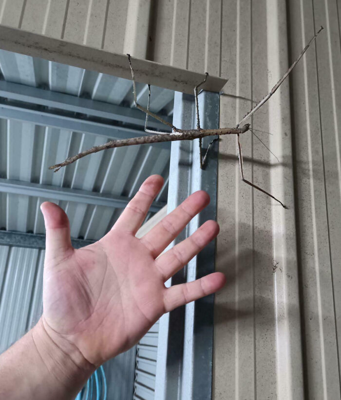 Giant stick insect on wall next to a hand showing scale, an example of giant animals hard to believe are real.