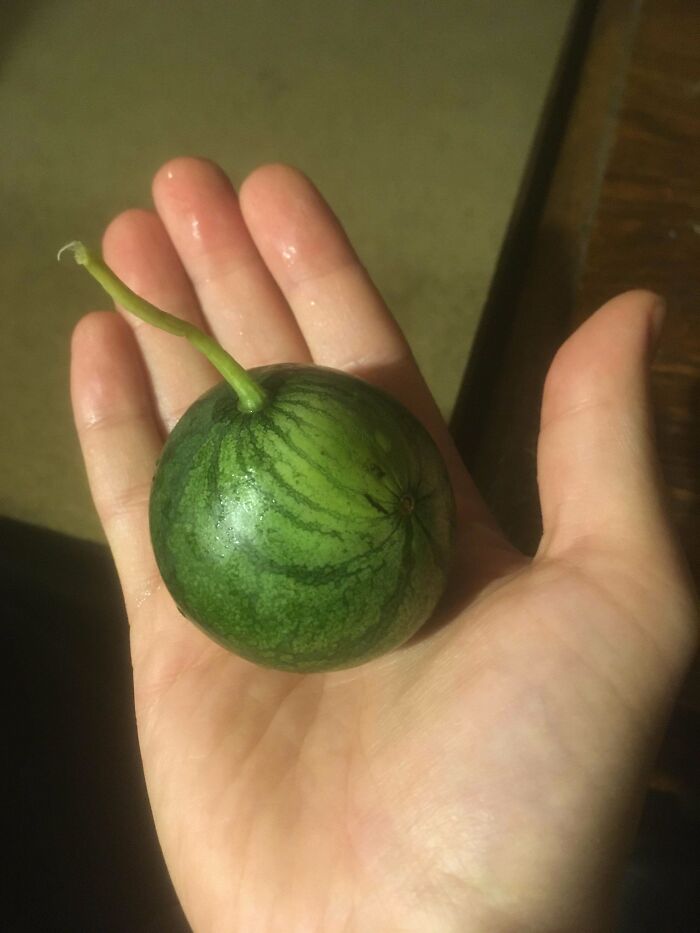 Small green fruit resembling a miniature watermelon held in a hand showing nature’s playful garden joke.