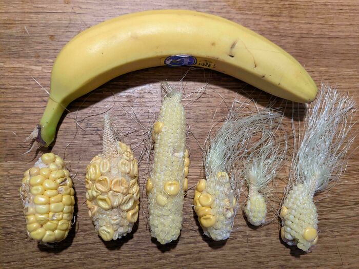 Various tiny corn cobs lined up next to a banana, illustrating garden surprises and nature's playful tricks on gardeners.