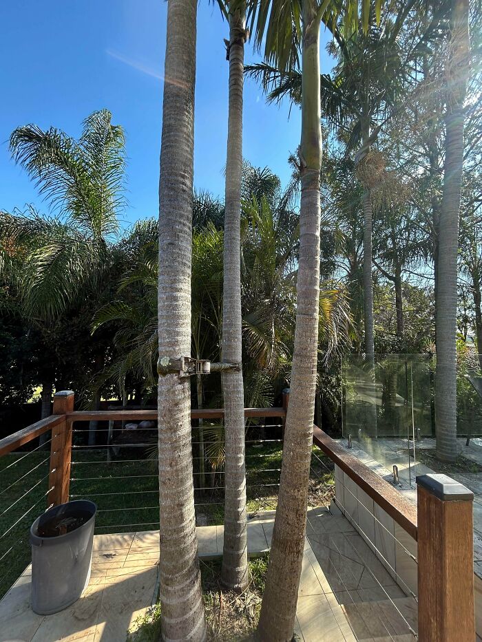 15 Years Ago I Renovated And Used This Powertex Ratchet Strap To Pull A 20m (65ft) Palm Tree Away From The Fence And Forgot About It