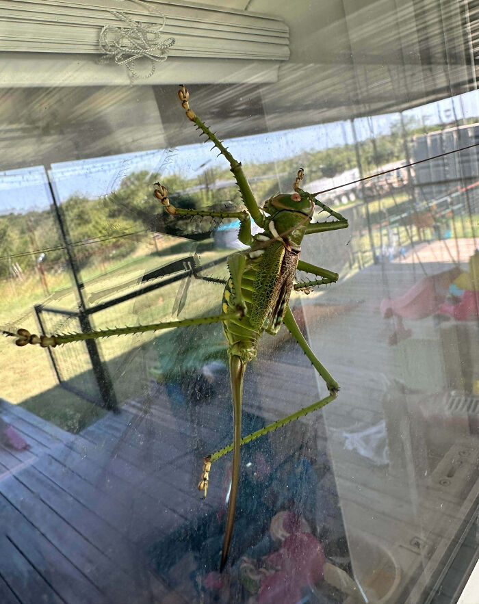Giant green insect clinging to a glass window with outdoor scenery reflecting, highlighting animals so giant it's hard to believe.