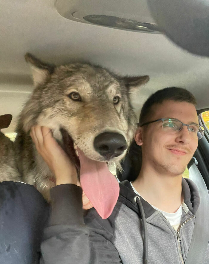 Giant wolf with tongue out sitting inside car next to a smiling man wearing glasses and a hoodie.