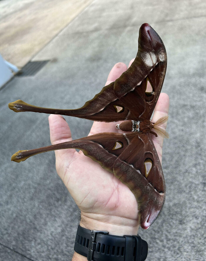 Giant brown moth with distinctive wing shapes resting on a person's hand showing animals so giant it’s hard to believe they are real.