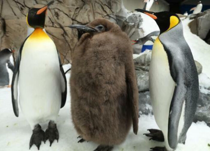 Giant emperor penguins with a fluffy brown chick standing on snow and ice in a cold habitat with rocky background.