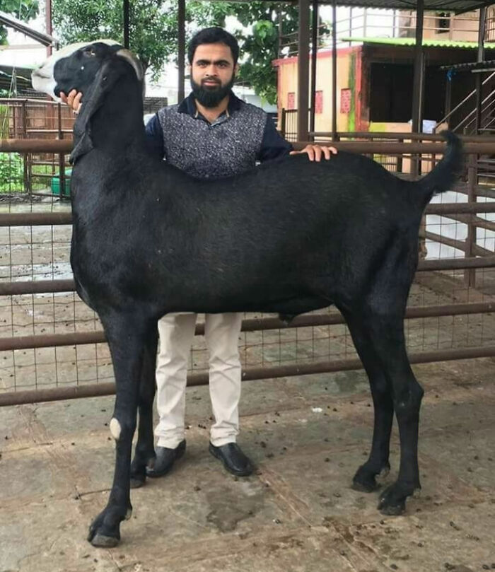 Man standing with a giant black goat in a fenced area, showcasing one of the largest animals so giant it’s hard to believe they are real.