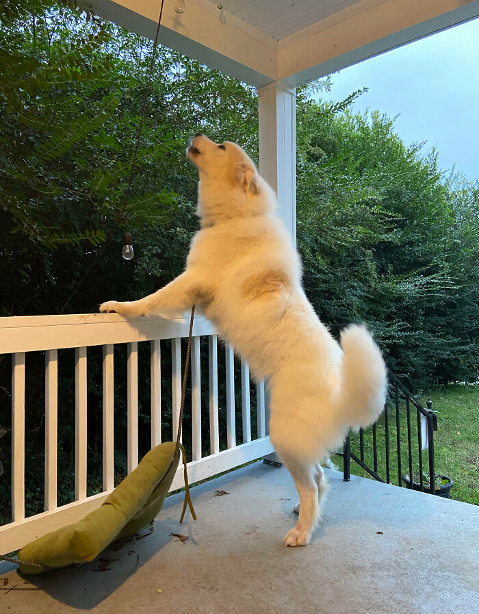 Large fluffy white dog standing on porch railing, showcasing giant animal size in a natural outdoor setting.