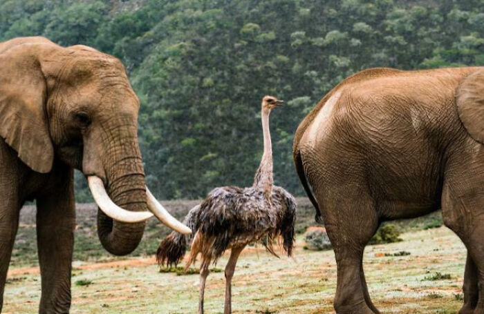 Elephants and a giant ostrich standing on grassy terrain with a forested background showing giant animals in nature.