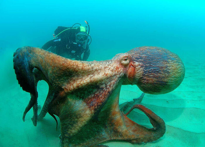 Giant octopus underwater near a scuba diver showcasing one of the largest animals so giant it’s hard to believe they're real.