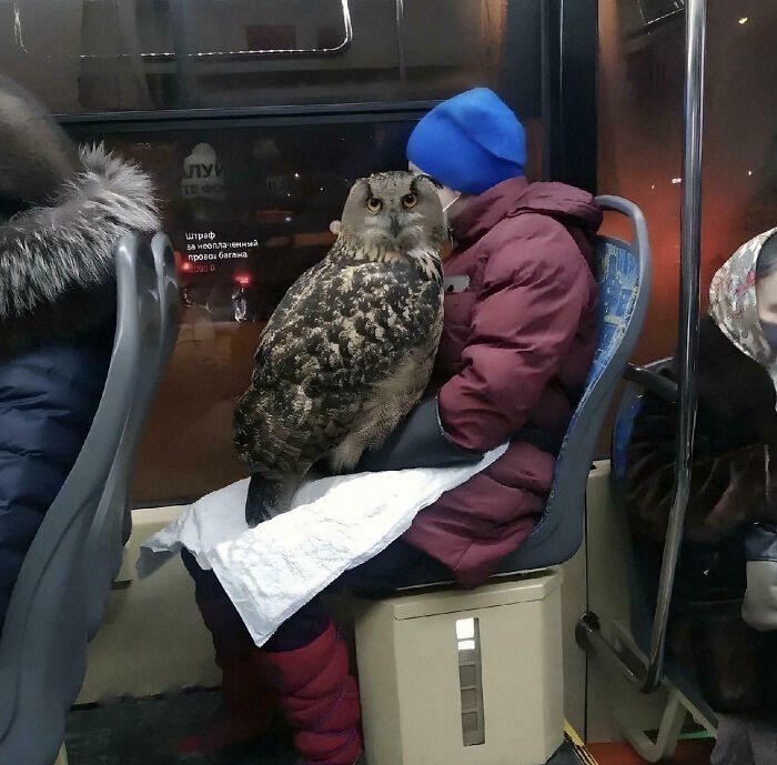 A giant owl perched on a person's lap inside a bus, showcasing one of the biggest animals so giant it's hard to believe.