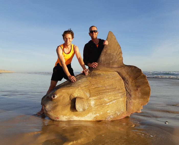 Two men on the beach holding a giant fish showcasing one of the animals so giant it’s hard to believe they are real.